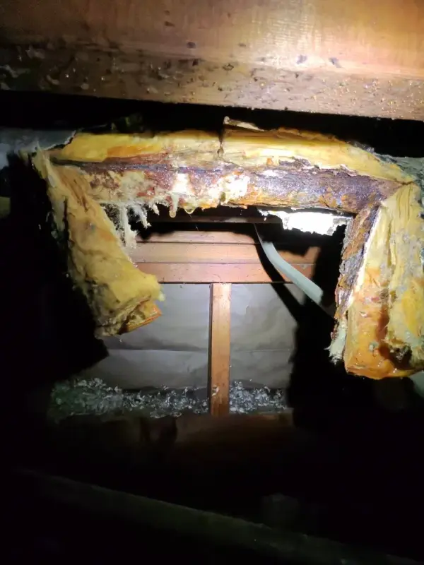 Heavily corroded pipe wrapped in rotting yellow insulation under a floor in a crawlspace