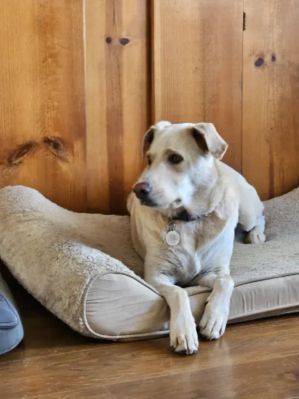The shop dog resting on a bed in front of a pine door