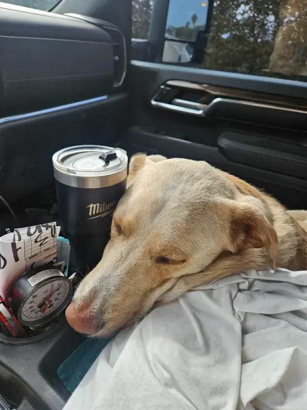 The shop dog asleep on the front seat of a service truck beside a pressure gauge